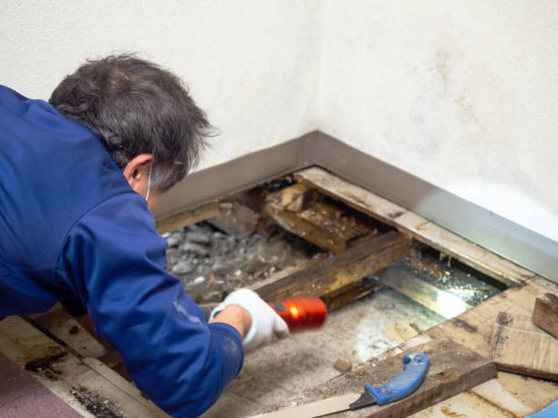 Best Fast Mold Removal  in Pughtown, PA