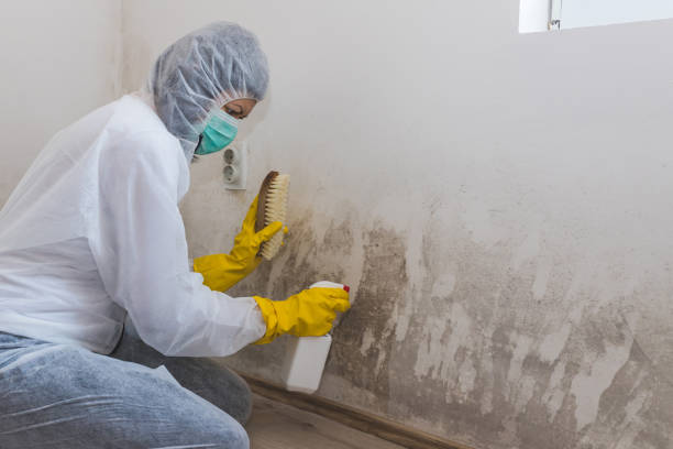 Best Affordable Mold Removal  in Pughtown, PA
