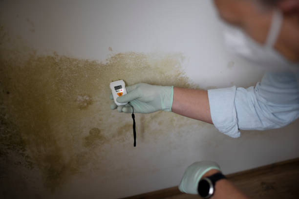Best Home Mold Removal  in Pughtown, PA