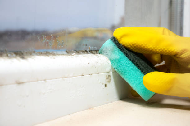Best Certified Mold Removal  in Pughtown, PA