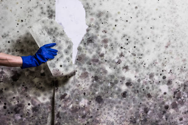 Best Home Mold Removal  in Pughtown, PA