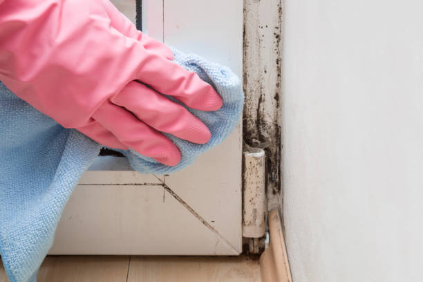 Best Affordable Mold Removal  in Pughtown, PA